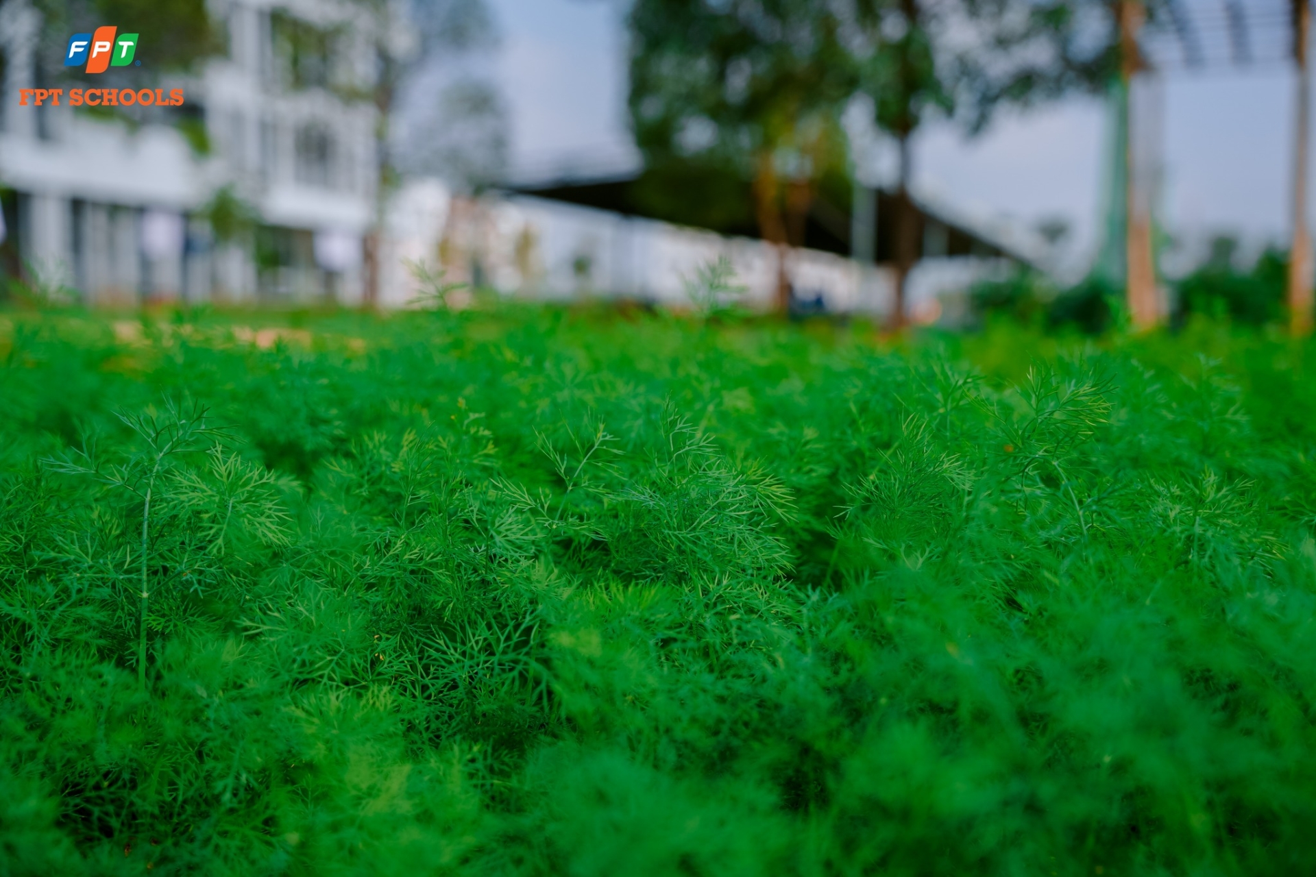 Học sinh Nhà F bắt đầu hành trình chăm sóc những luống rau xanh tại Vườn sinh học