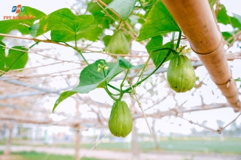 Học sinh Nhà F bắt đầu hành trình chăm sóc những luống rau xanh tại Vườn sinh học